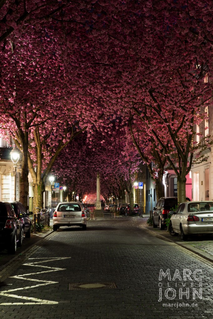 Bonn, Heerstraße - Kirschblüten in voller Pracht