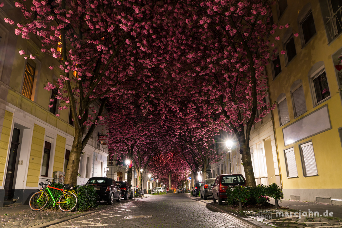 Kirschblüten in der Bonner Heerstrasse - Cherry Blossom Avenue